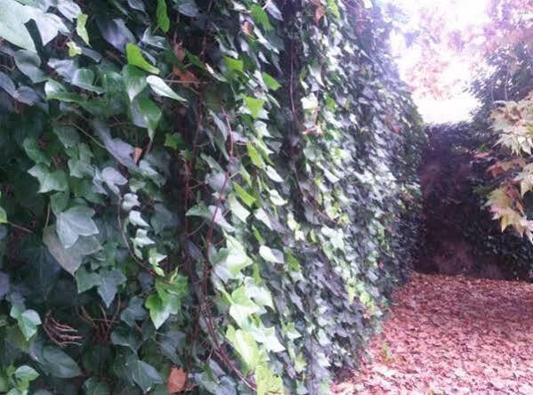 Hostal Ramon Y Cajal Valladolid Exteriör bild